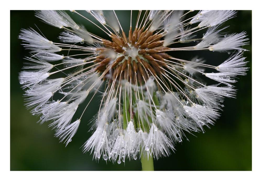 Dandelion seedhead-Paper Art-26"x18"