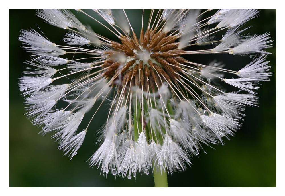 Dandelion seedhead-Paper Art-32"x22"