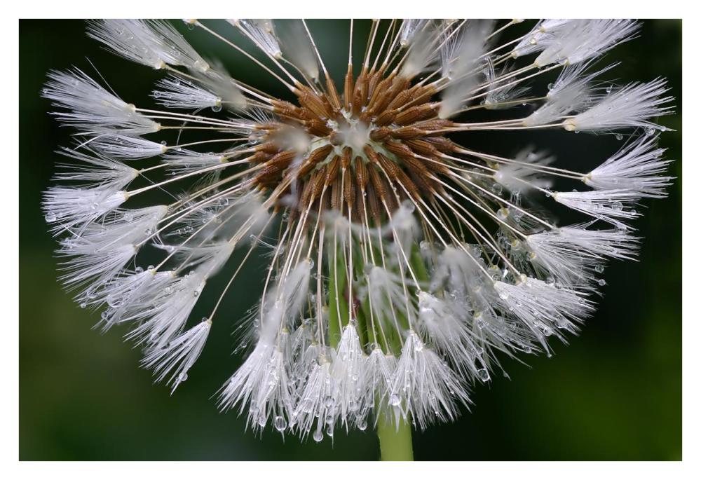 Dandelion seedhead-Paper Art-38"x26"