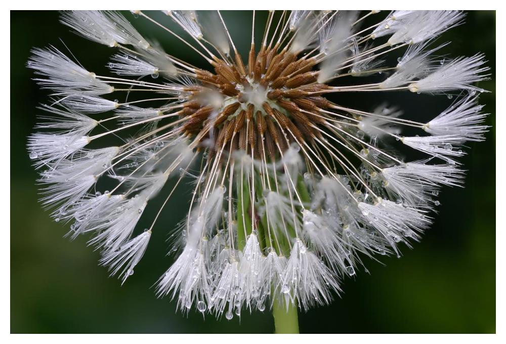 Dandelion seedhead-Paper Art-50"x34"