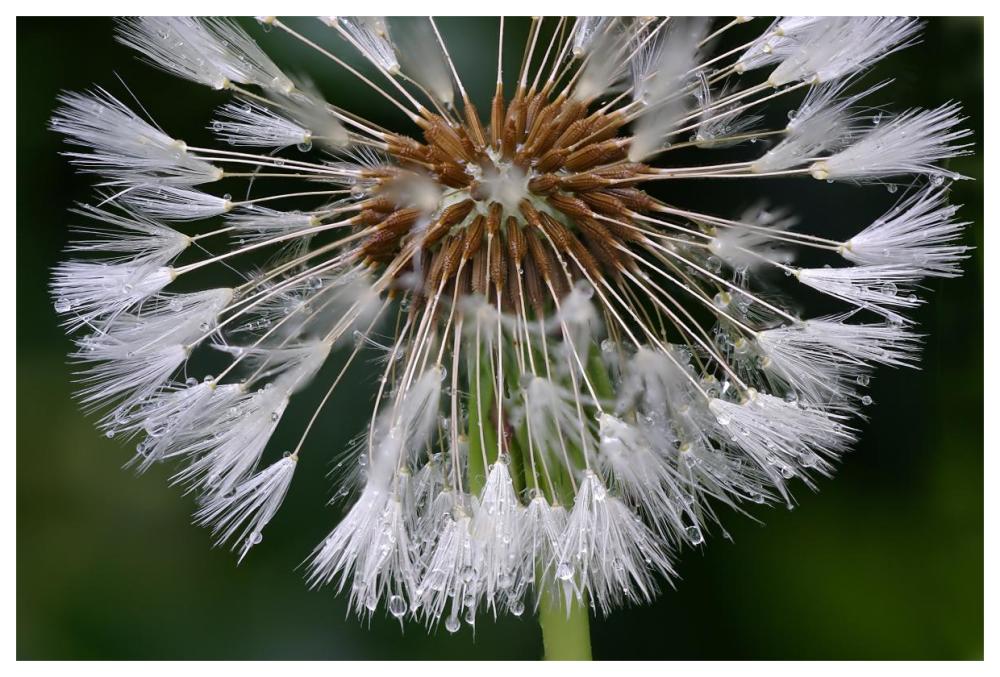 Dandelion seedhead-Paper Art-62"x42"