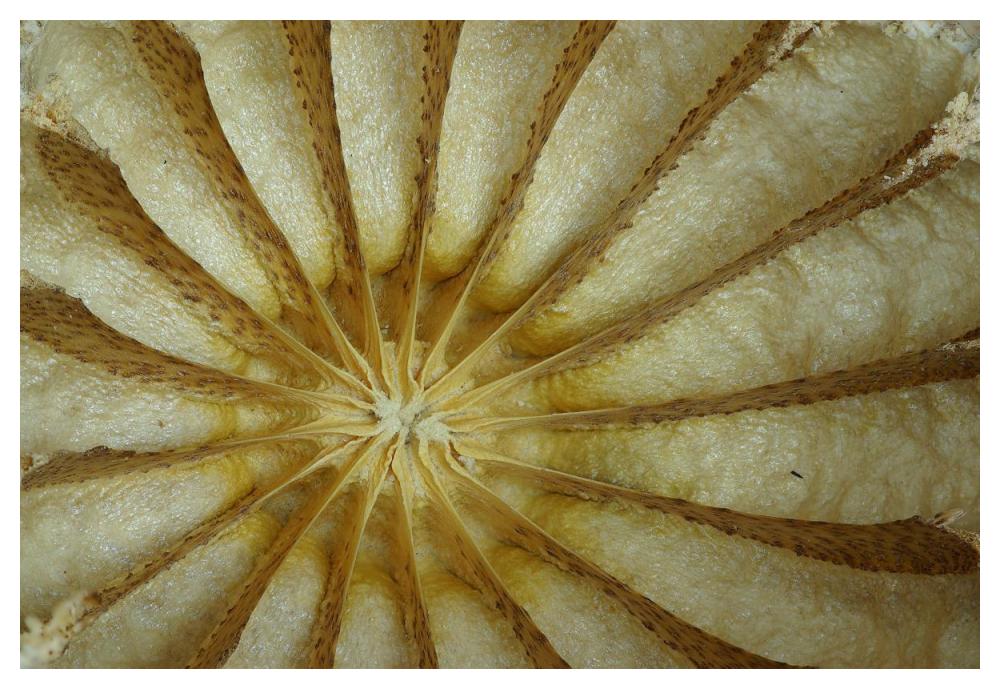 Cross section of a Poppy seed vessel-Paper Art-50"x34"