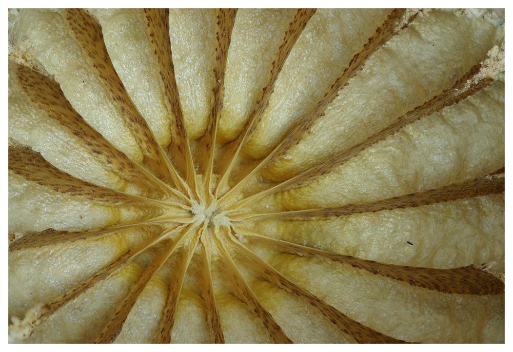Cross section of a Poppy seed vessel-Paper Art-62"x42"