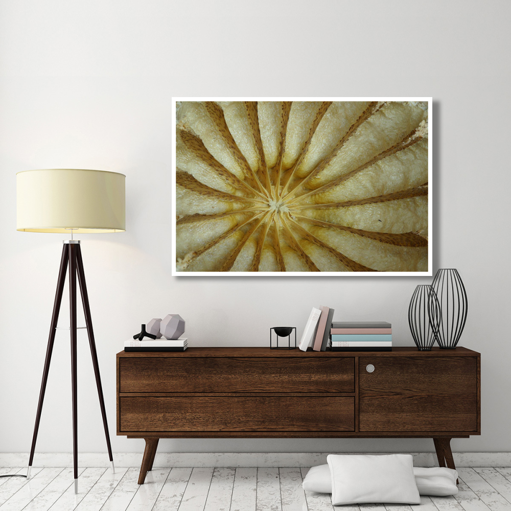 Cross section of a Poppy seed vessel-Paper Art-62&quotx42"