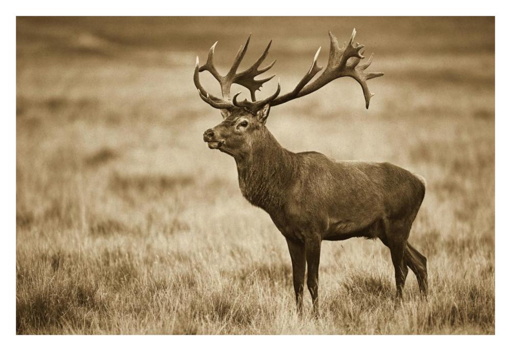 Red Deer stag, Cogenhagen, Denmark-Paper Art-32"x22"
