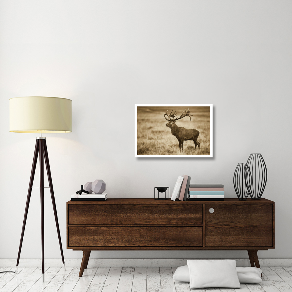 Red Deer stag, Cogenhagen, Denmark-Paper Art-32&quotx22"