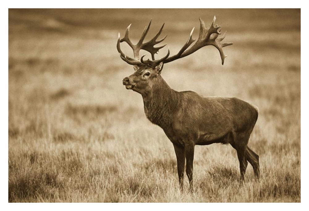 Red Deer stag, Cogenhagen, Denmark-Paper Art-38"x26"