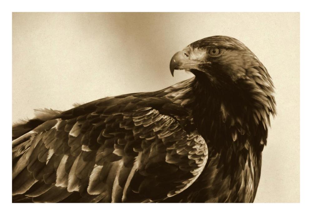 Golden Eagle portrait, Lauvsnes, Norway-Paper Art-26"x18"