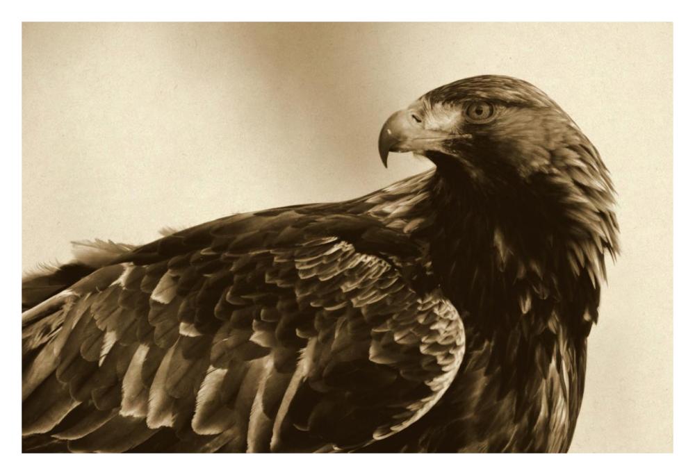 Golden Eagle portrait, Lauvsnes, Norway-Paper Art-32"x22"