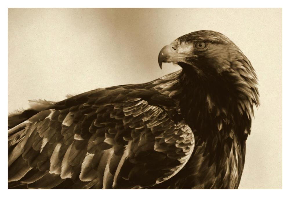 Golden Eagle portrait, Lauvsnes, Norway-Paper Art-38"x26"