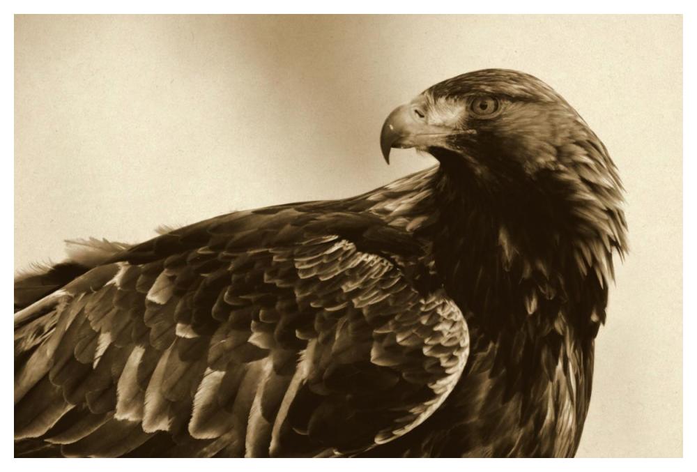 Golden Eagle portrait, Lauvsnes, Norway-Paper Art-50"x34"