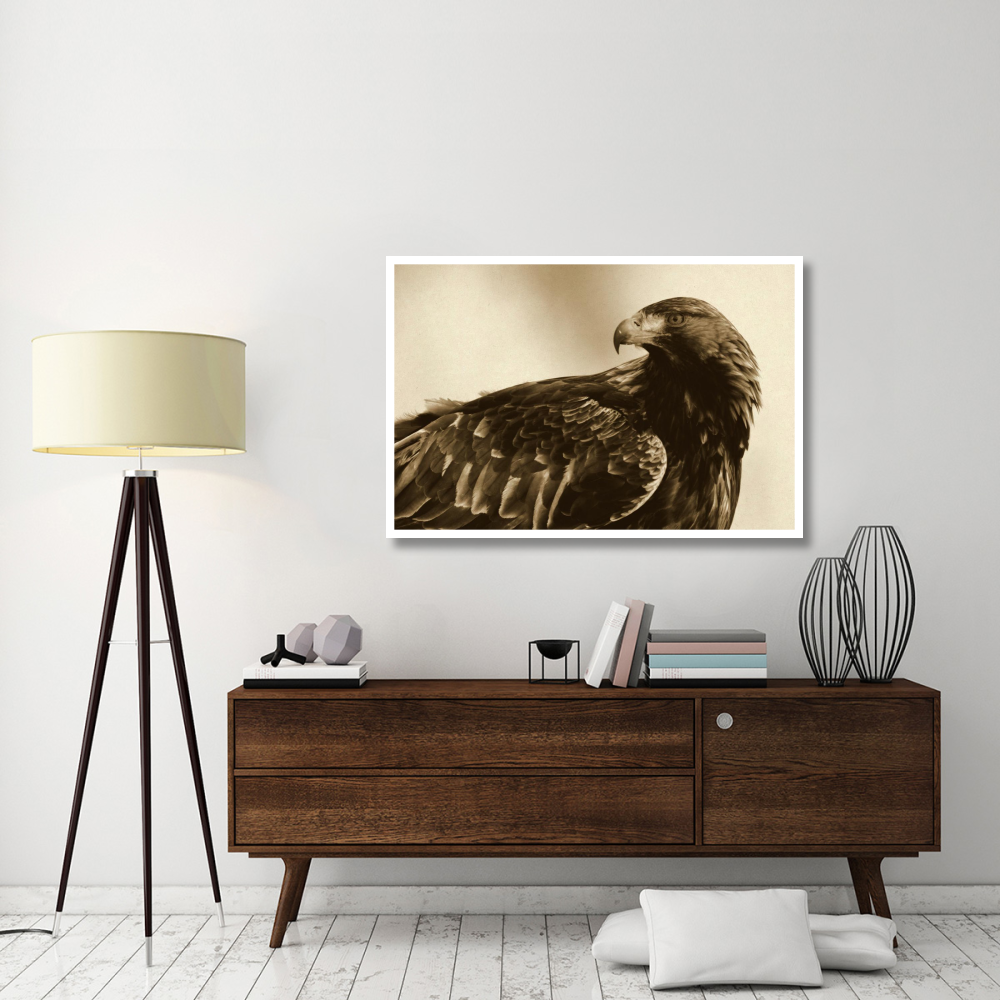 Golden Eagle portrait, Lauvsnes, Norway-Paper Art-50&quotx34"