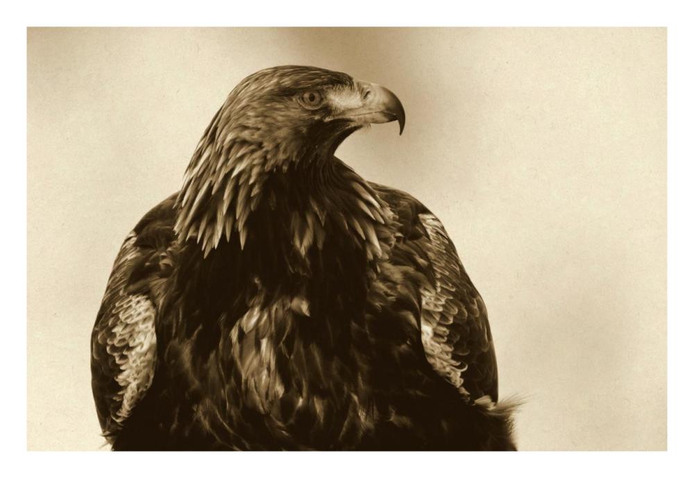 Golden Eagle portrait, Lauvsnes, Norway-Paper Art-26"x18"