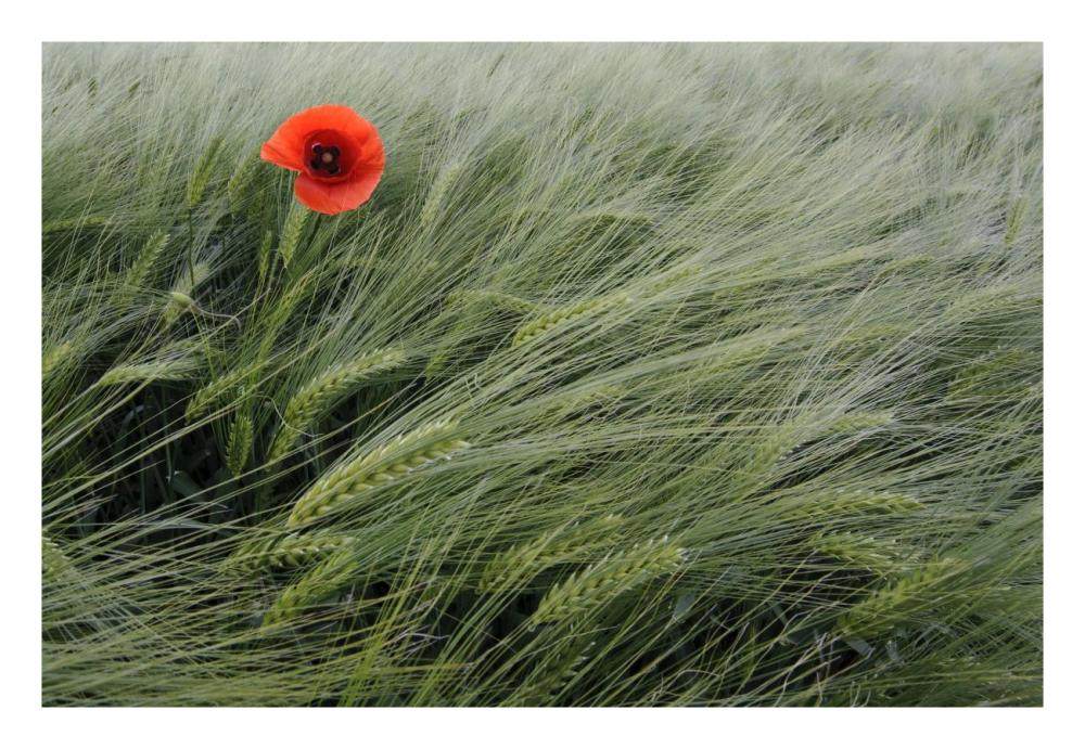Red Poppy flowering-Paper Art-26"x18"