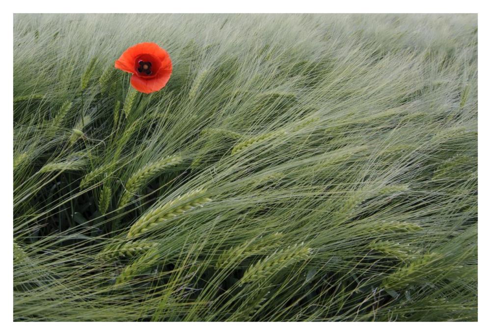 Red Poppy flowering-Paper Art-38"x26"