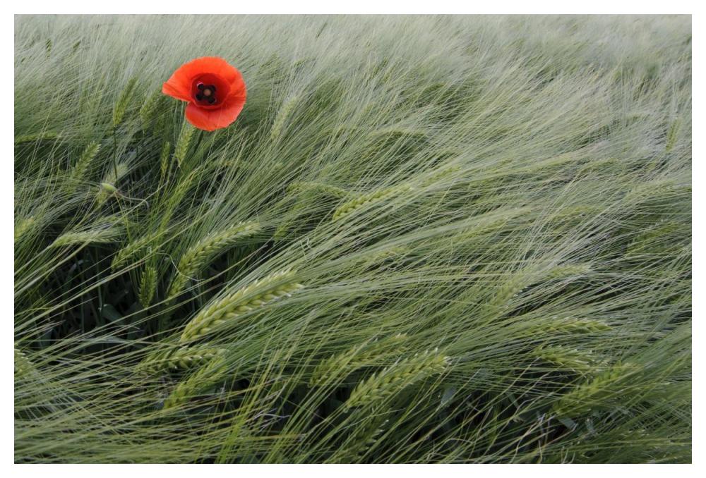 Red Poppy flowering-Paper Art-50"x34"