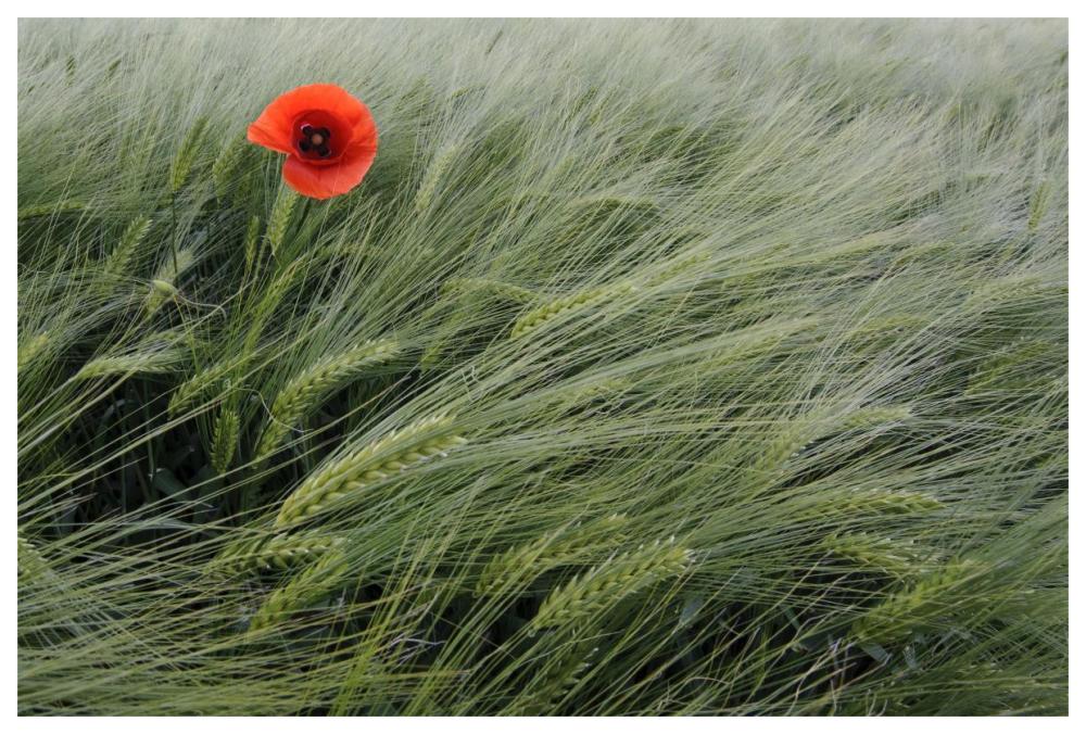Red Poppy flowering-Paper Art-62"x42"