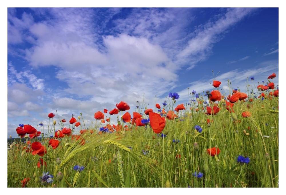 Field with flowering Red Poppies-Paper Art-20"x14"