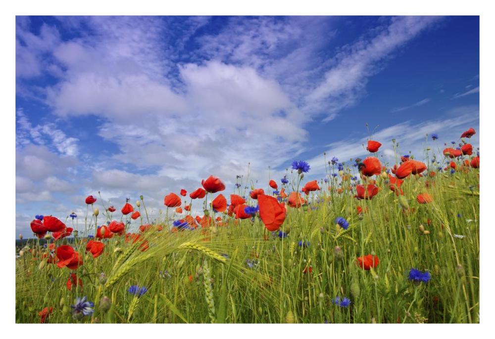 Field with flowering Red Poppies-Paper Art-32"x22"