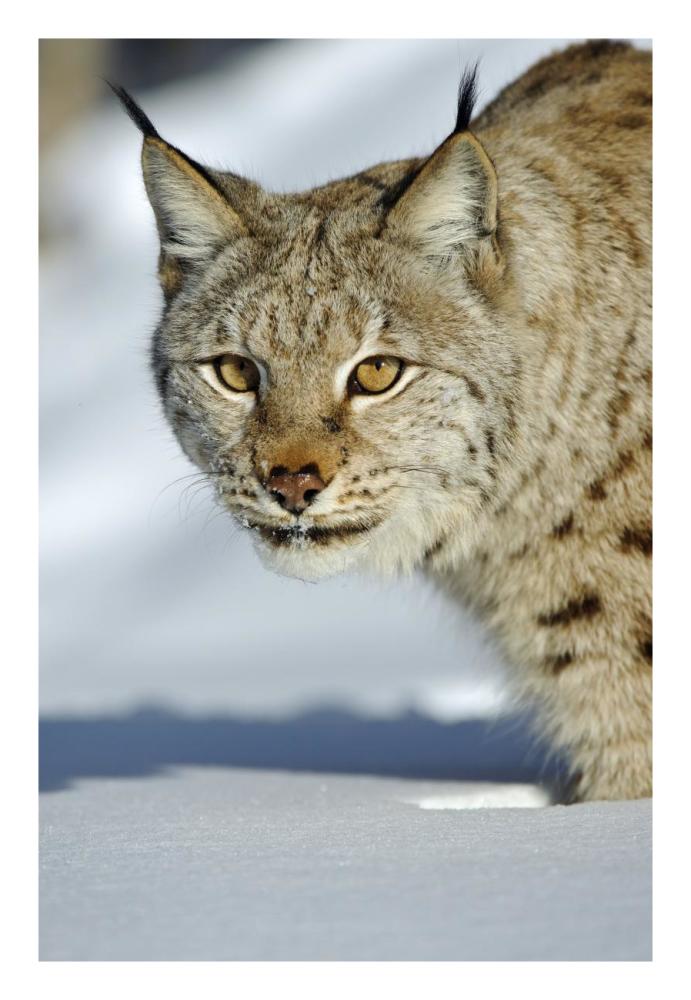 Eurasian Lynx in snow, Flatanger, Norway-Paper Art-18"x26"