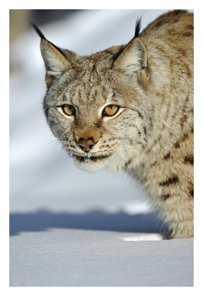 Eurasian Lynx in snow, Flatanger, Norway-Paper Art-22"x32"
