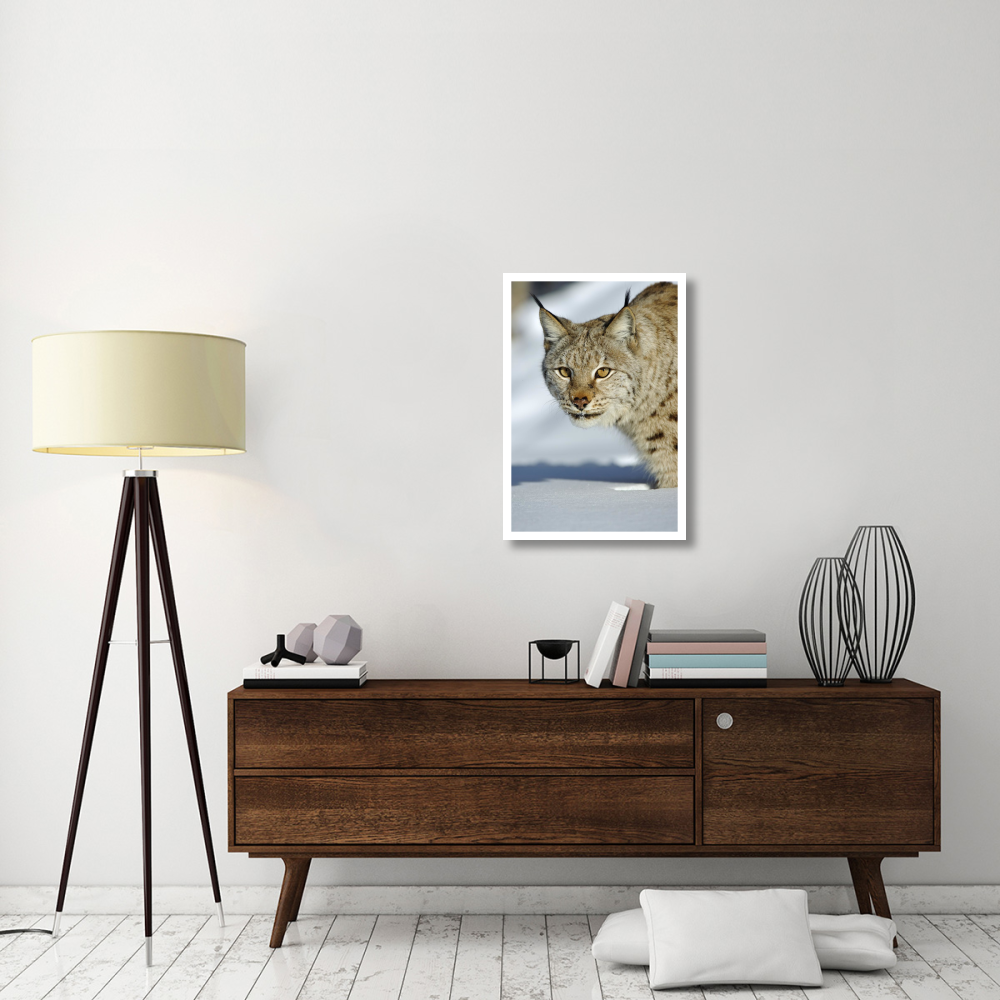 Eurasian Lynx in snow, Flatanger, Norway-Paper Art-22&quotx32"