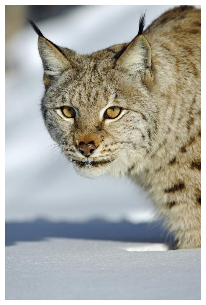 Eurasian Lynx in snow, Flatanger, Norway-Paper Art-42"x62"