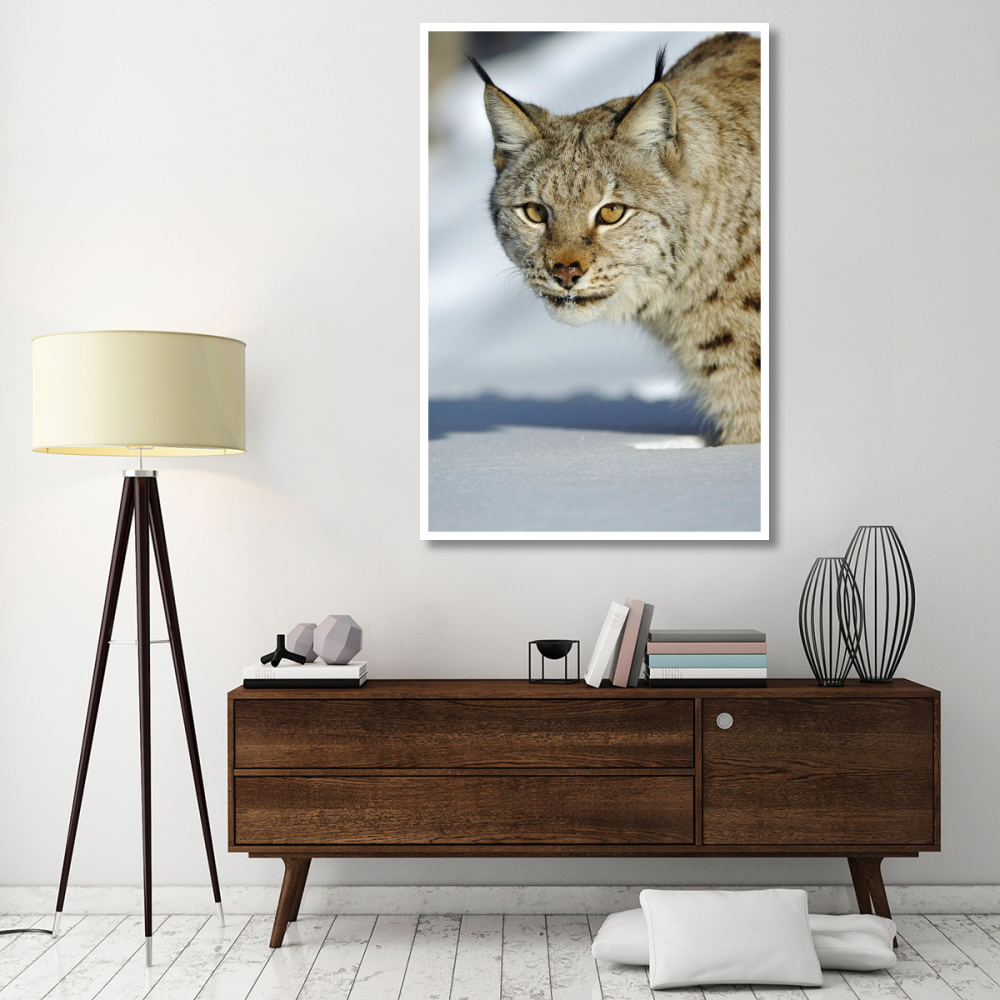 Eurasian Lynx in snow, Flatanger, Norway-Paper Art-42&quotx62"