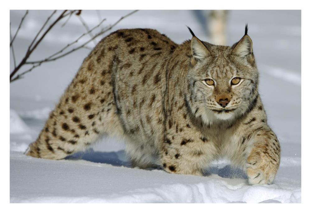Eurasian Lynx in snow, Flatanger, Norway-Paper Art-32"x22"