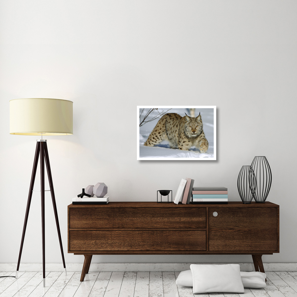 Eurasian Lynx in snow, Flatanger, Norway-Paper Art-32&quotx22"