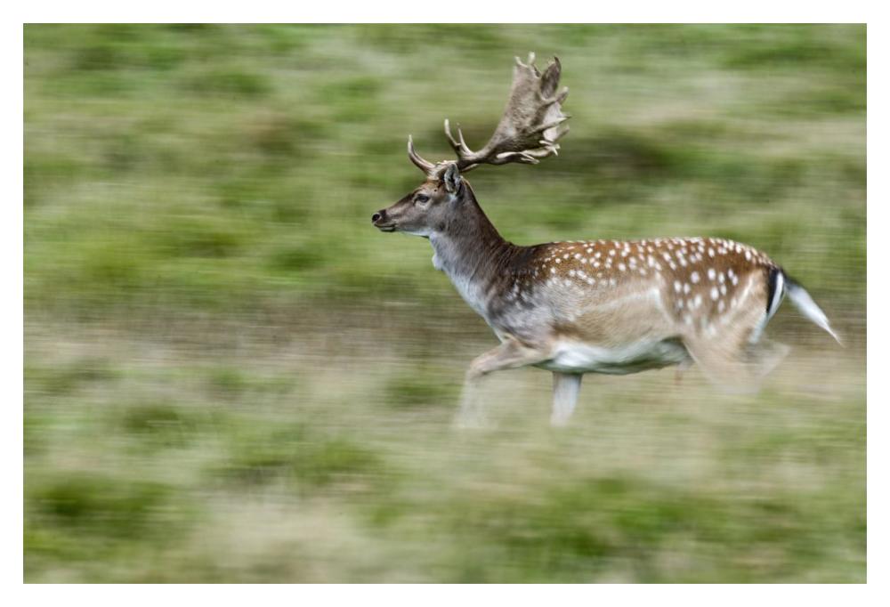 Fallow Deerbuck running, Copenhagen, Denmark-Paper Art-20"x14"