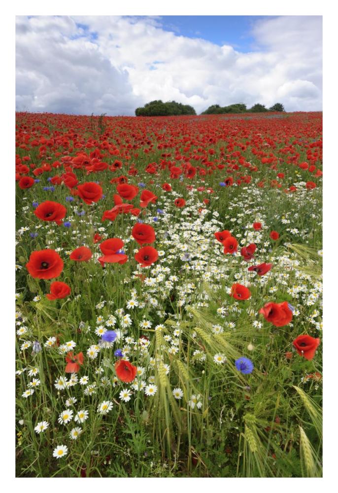 Field with flowering Red Poppies and other wildflowers-Paper Art-22"x32"