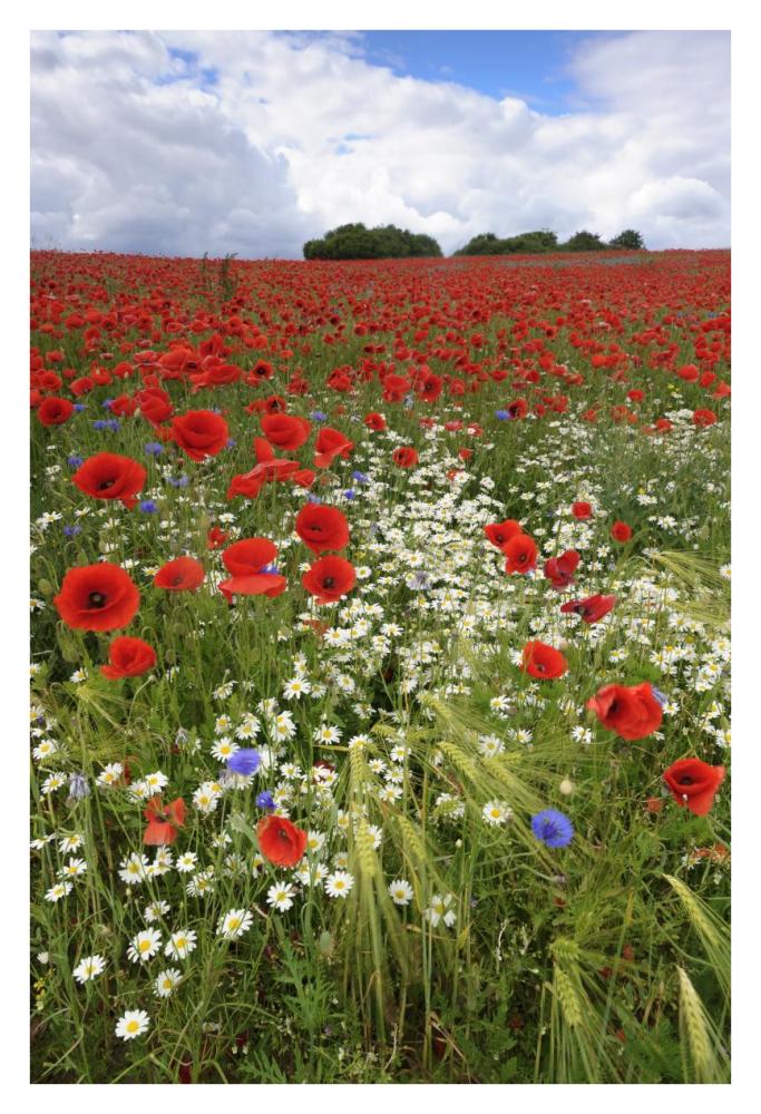 Field with flowering Red Poppies and other wildflowers-Paper Art-26"x38"