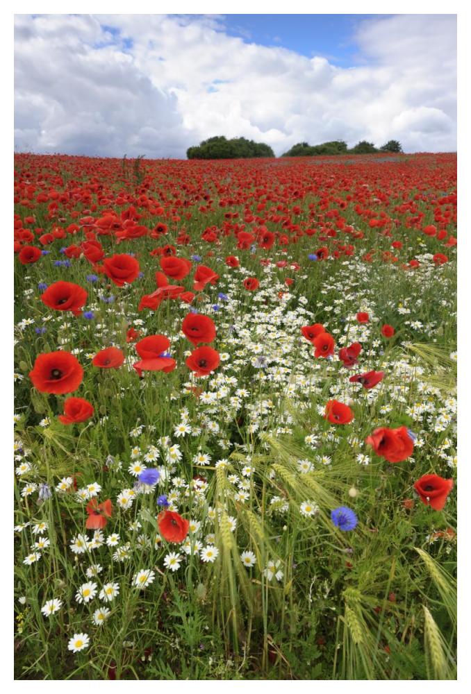 Field with flowering Red Poppies and other wildflowers-Paper Art-34"x50"