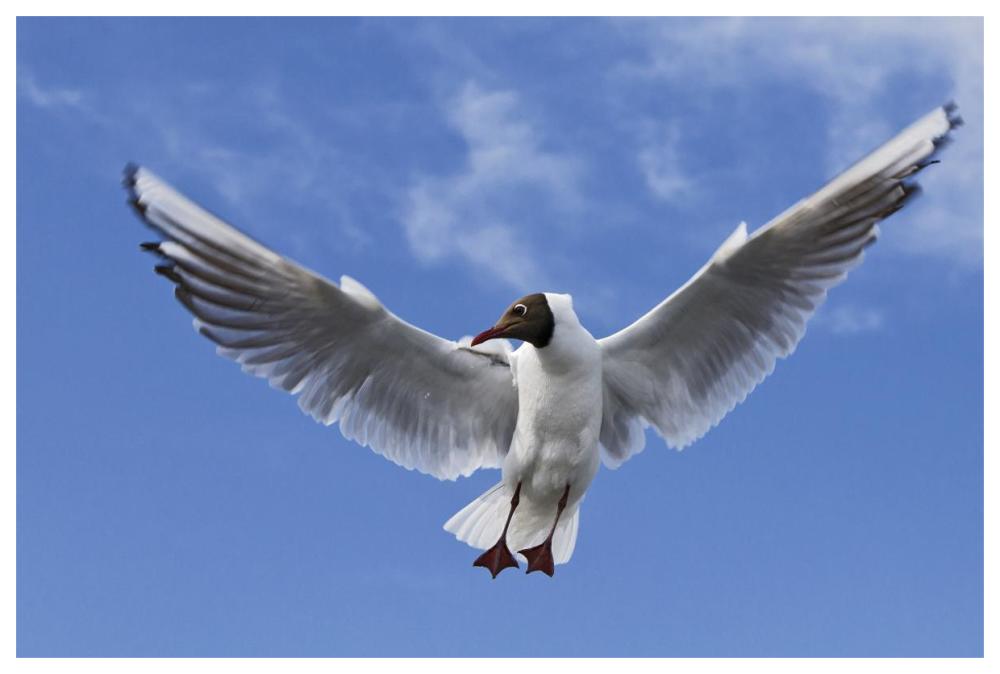 Black-headed Gull in flight, TexelNoord-HollandThe Netherlands-Paper Art-62"x42"