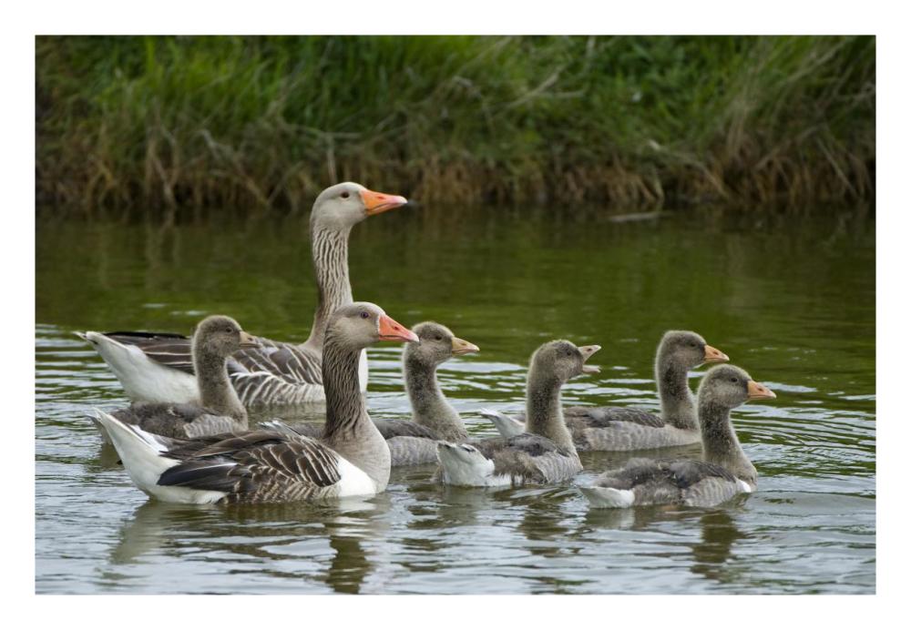 Greylag Goose couple swimming with juveniles, Texel, Netherlands-Paper Art-26"x18"
