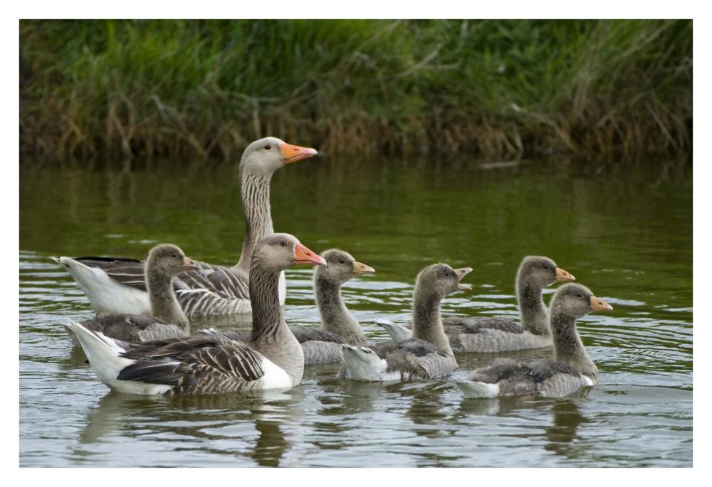 Greylag Goose couple swimming with juveniles, Texel, Netherlands-Paper Art-38"x26"