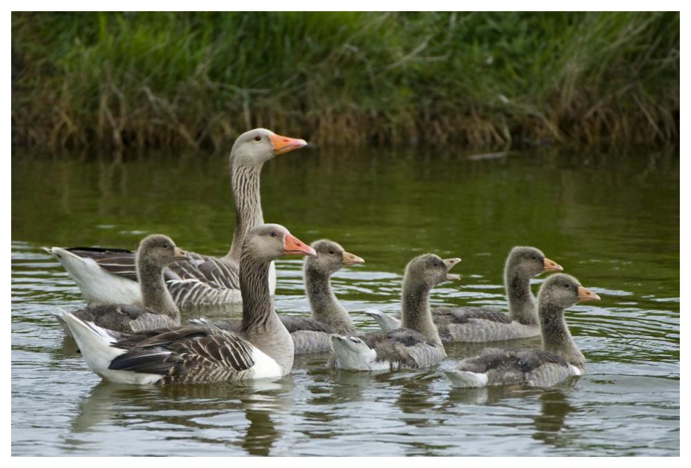 Greylag Goose couple swimming with juveniles, Texel, Netherlands-Paper Art-62"x42"