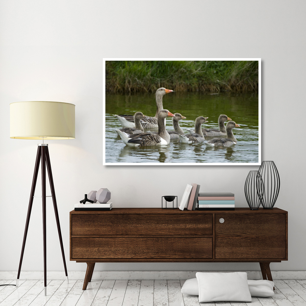 Greylag Goose couple swimming with juveniles, Texel, Netherlands-Paper Art-62&quotx42"