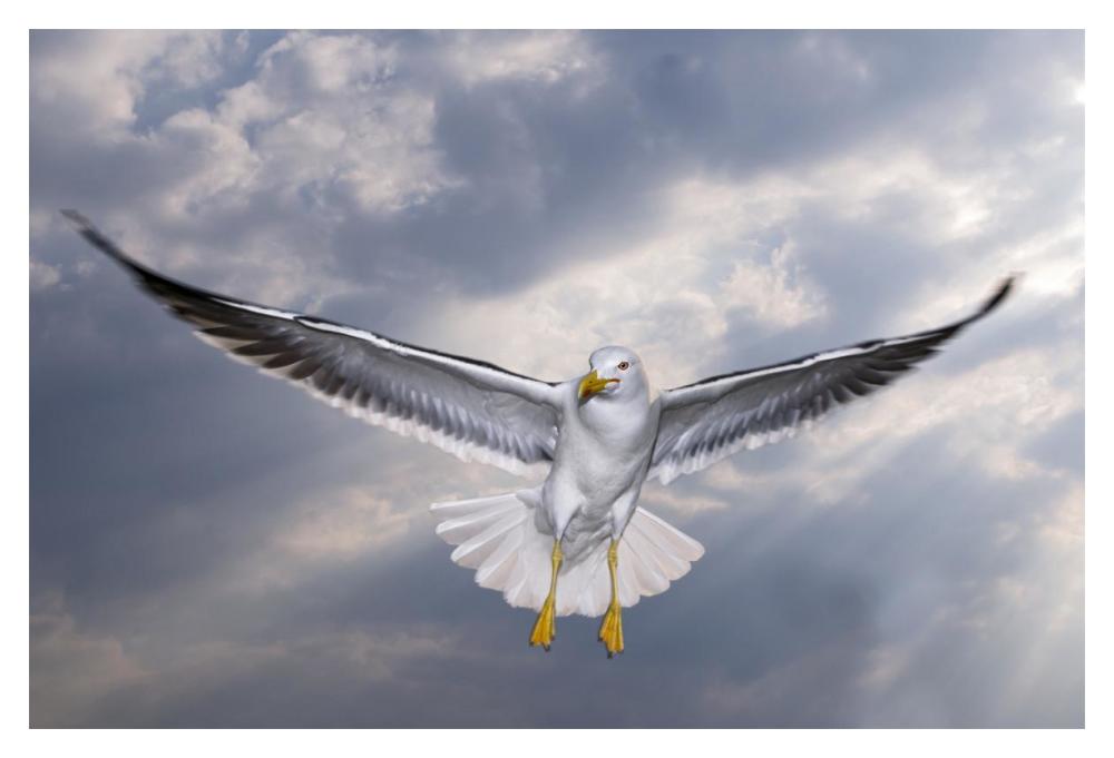 Lesser Black-backed Gull in flight, TexelNoord-Holland, Netherlands-Paper Art-20"x14"