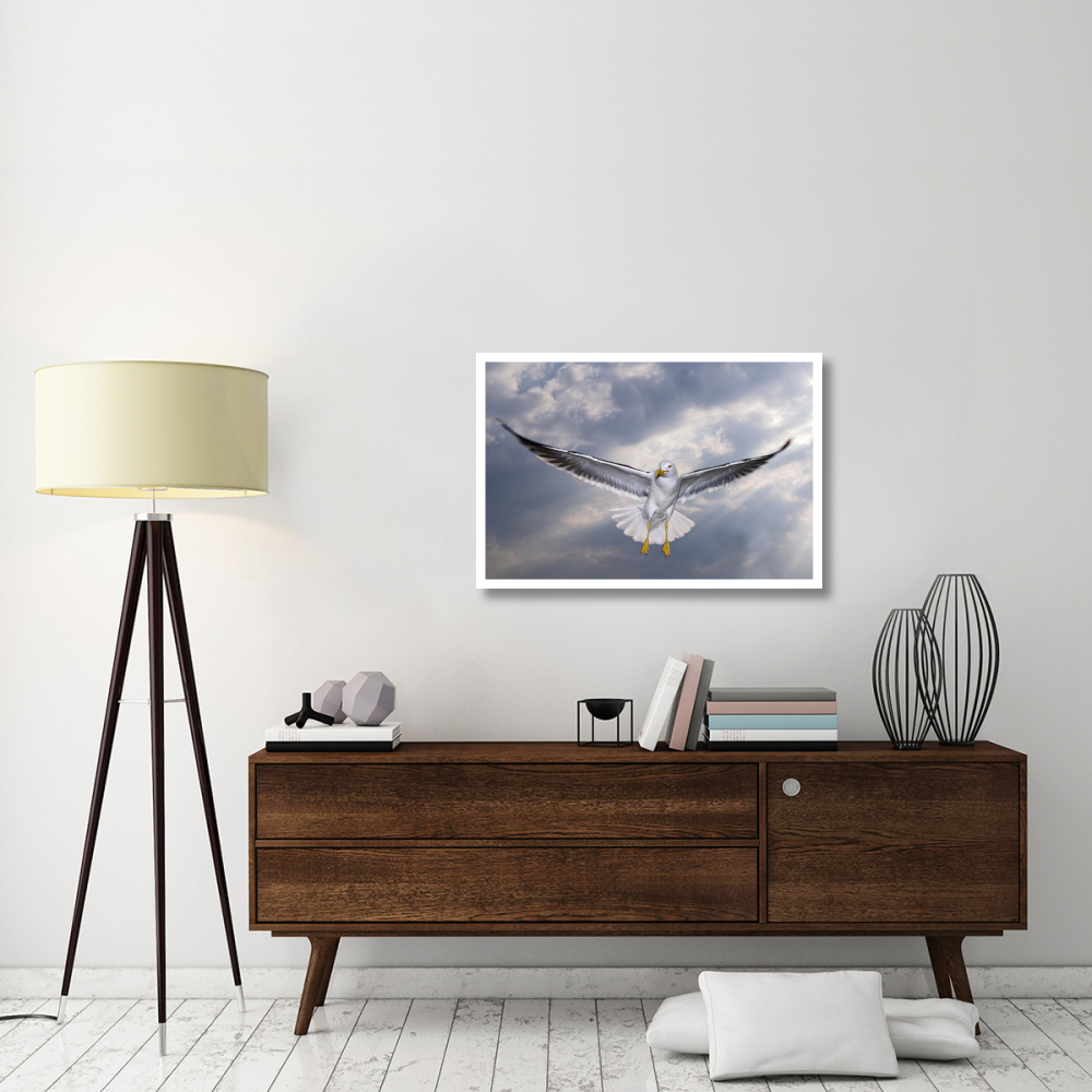 Lesser Black-backed Gull in flight, TexelNoord-Holland, Netherlands-Paper Art-38&quotx26"