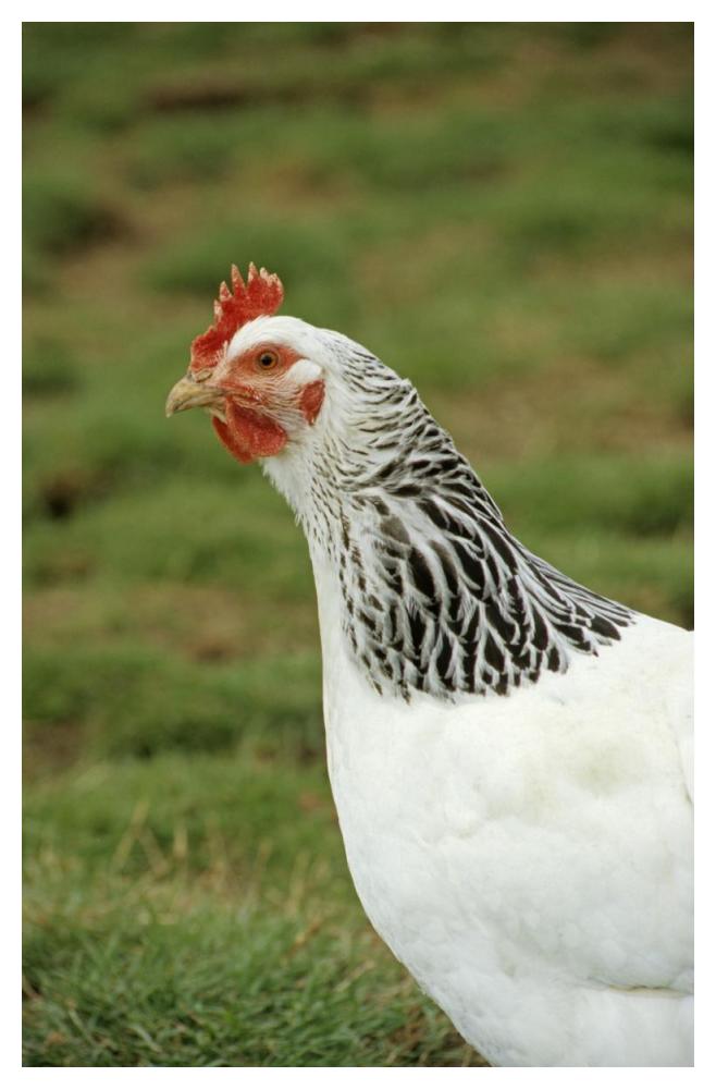 Domestic Chicken, Light Sussex hen, close-up of head and neck, England-Paper Art-34"x50"