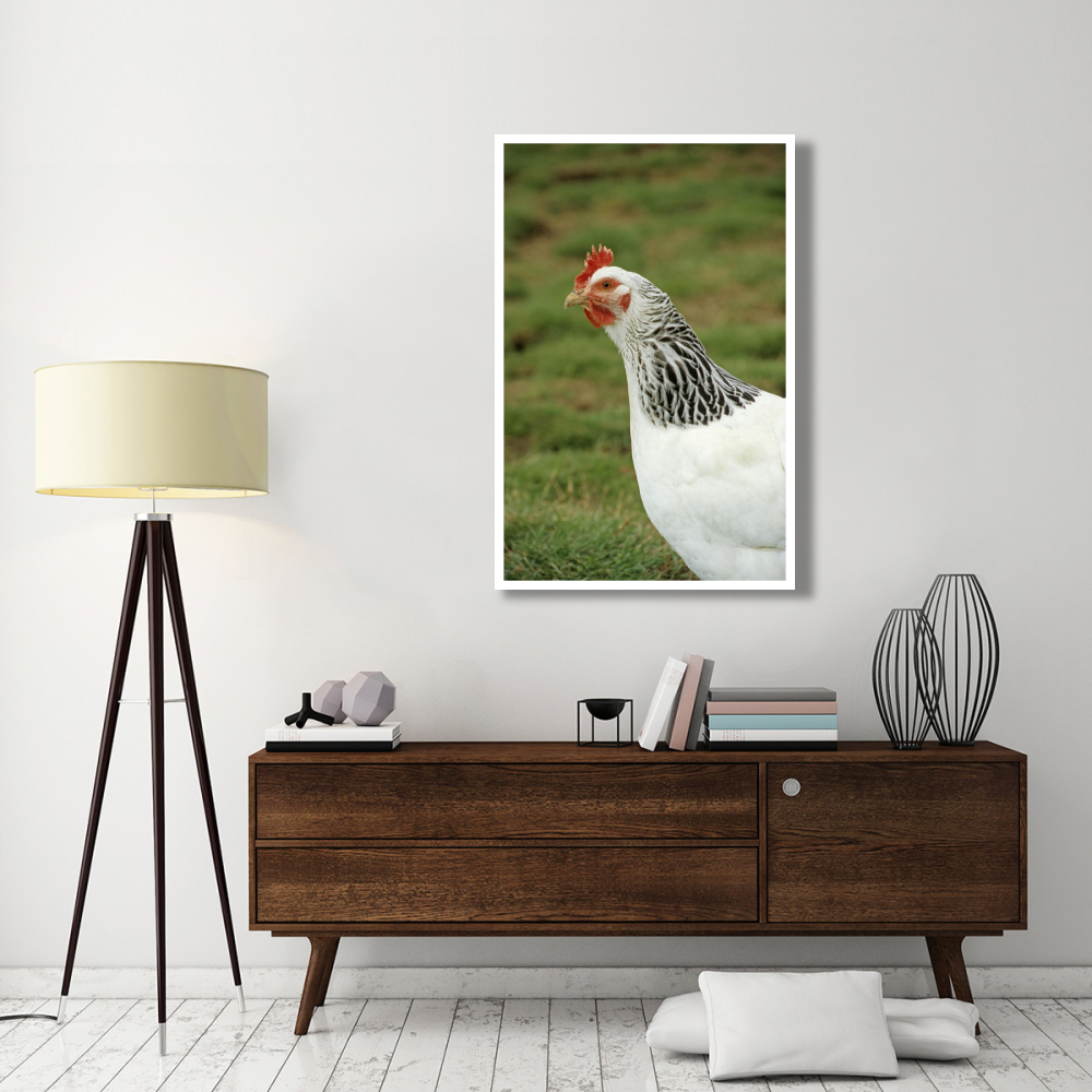 Domestic Chicken, Light Sussex hen, close-up of head and neck, England-Paper Art-34&quotx50"