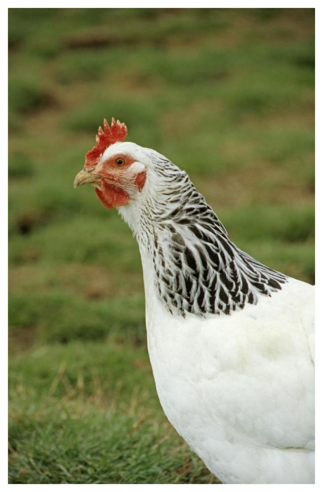 Domestic Chicken, Light Sussex hen, close-up of head and neck, England-Paper Art-42"x62"