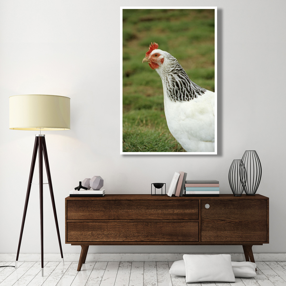 Domestic Chicken, Light Sussex hen, close-up of head and neck, England-Paper Art-42&quotx62"