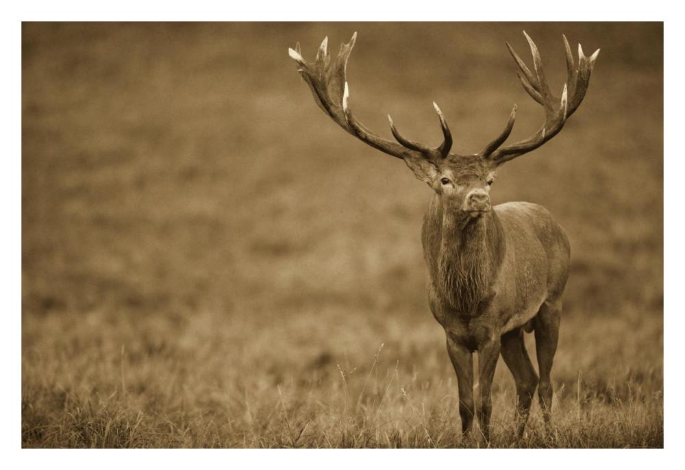 Red Deer stag in autumn rutting season, Denmark-Paper Art-32"x22"