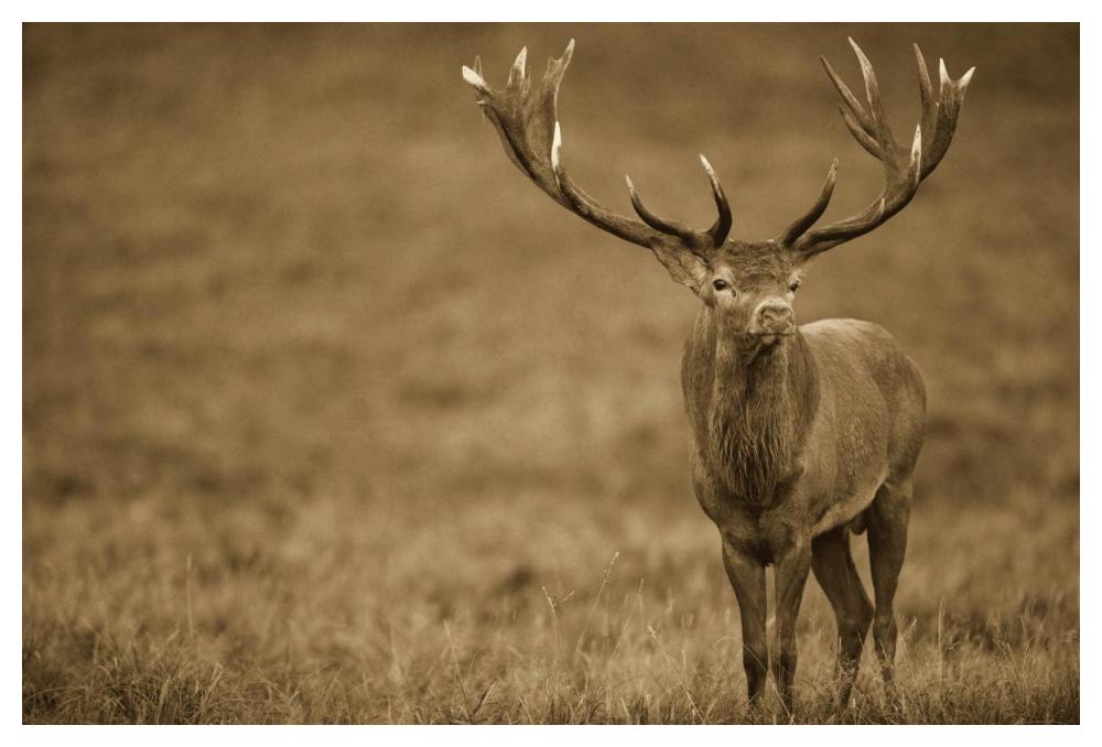 Red Deer stag in autumn rutting season, Denmark-Paper Art-50"x34"