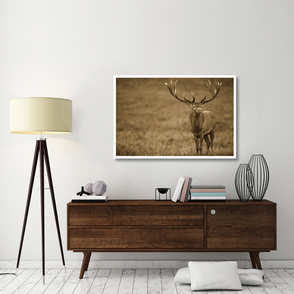 Red Deer stag in autumn rutting season, Denmark-Paper Art-50&quotx34"