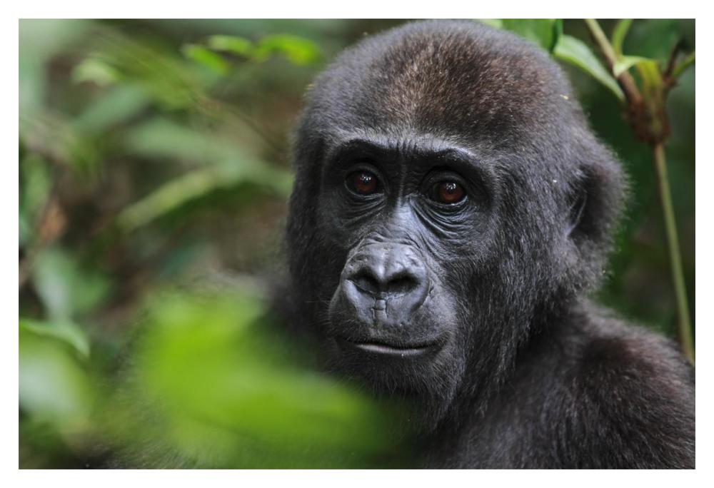 Orphan Gorilla, Gabon-Paper Art-20"x14"