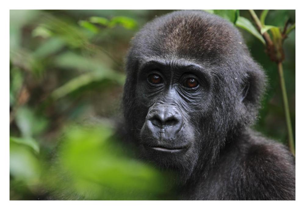 Orphan Gorilla, Gabon-Paper Art-32"x22"